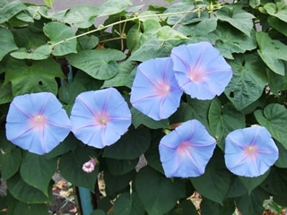 朝顔